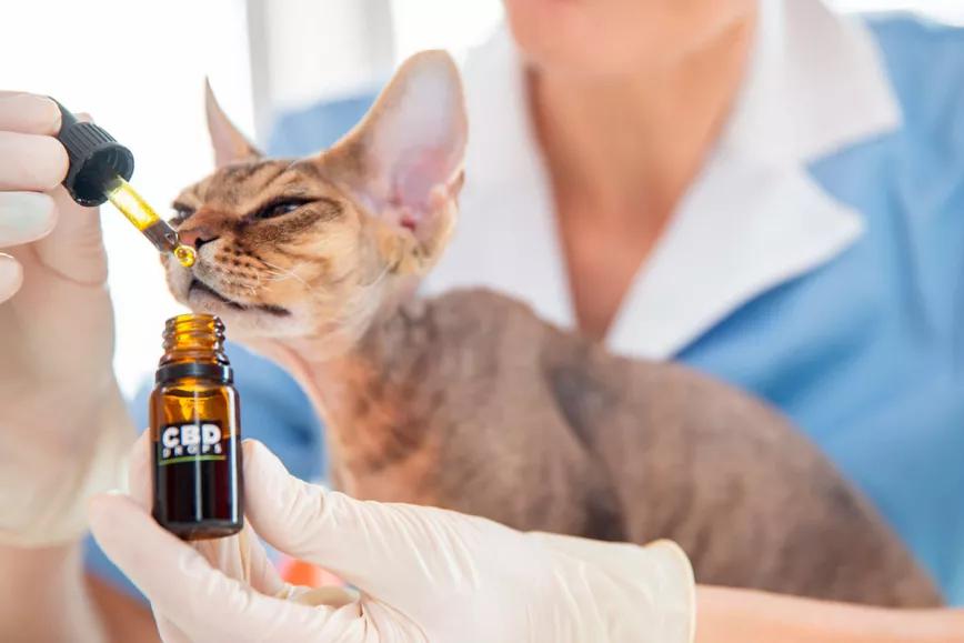 Brasil habilita el cannabis medicinal para uso veterinario