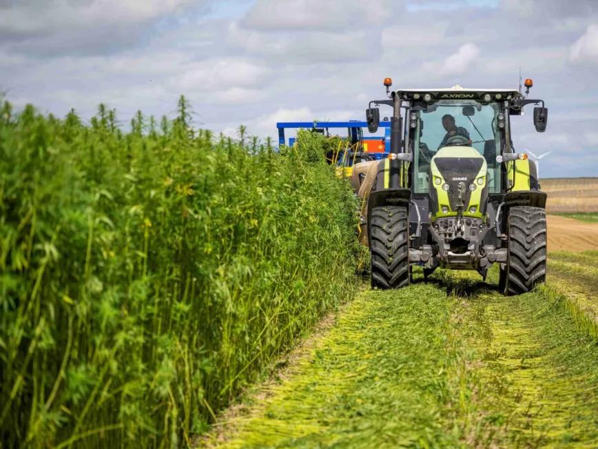 Moldavia habilita la industria del cáñamo