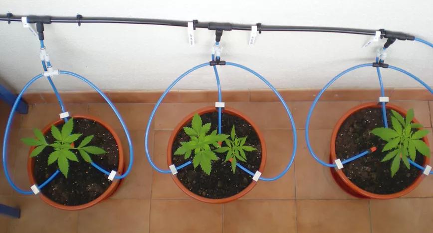 Diez trucos para automatizar un cultivo de interior