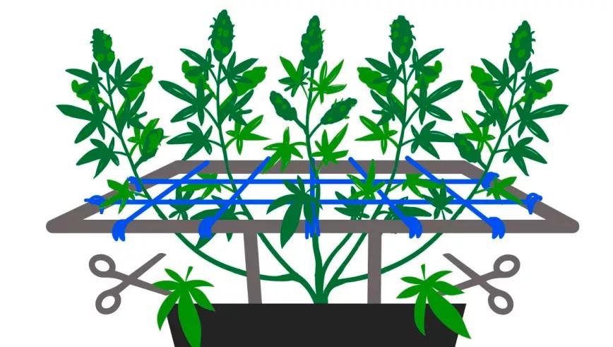 ‘Screen of green’