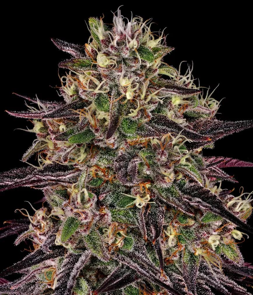 Ayahuasca Purple Barney’s Farm