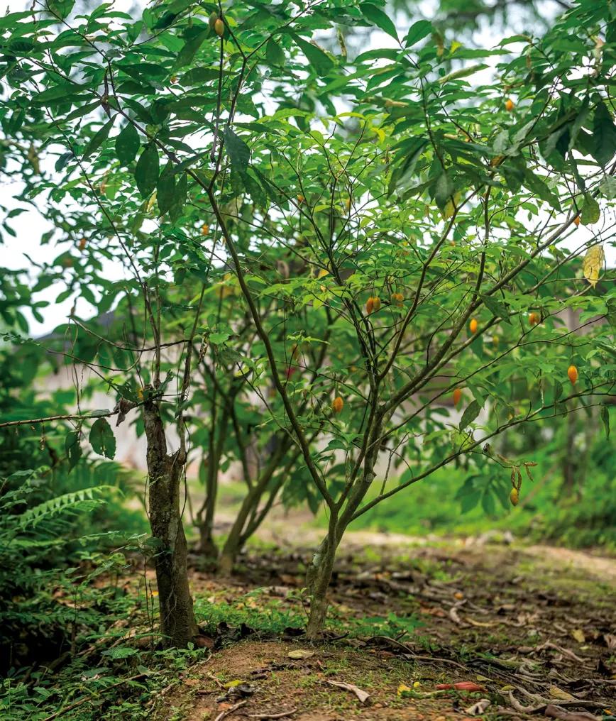 La iboga se obtiene de las raíces de la planta Tabernanthe iboga.