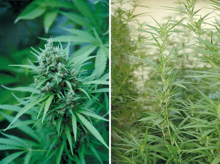 La cosecha de las sativas en exterior: trucos y claves