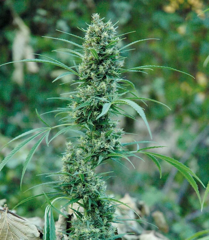 La cosecha de las sativas en exterior: trucos y claves