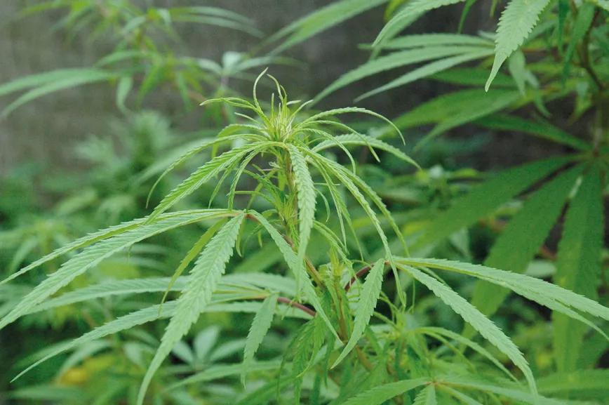 La cosecha de las sativas en exterior: trucos y claves