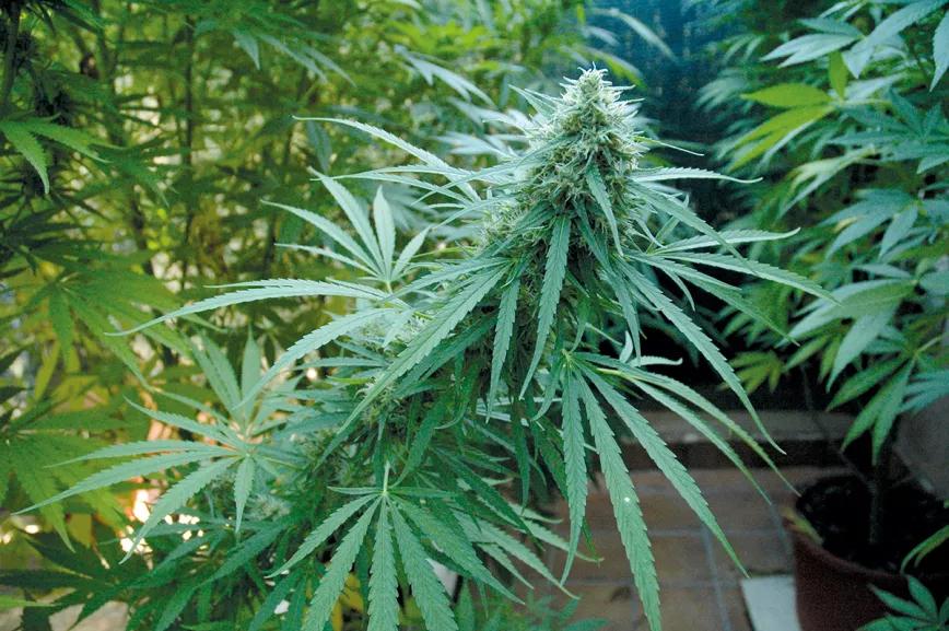 La cosecha de las sativas en exterior: trucos y claves