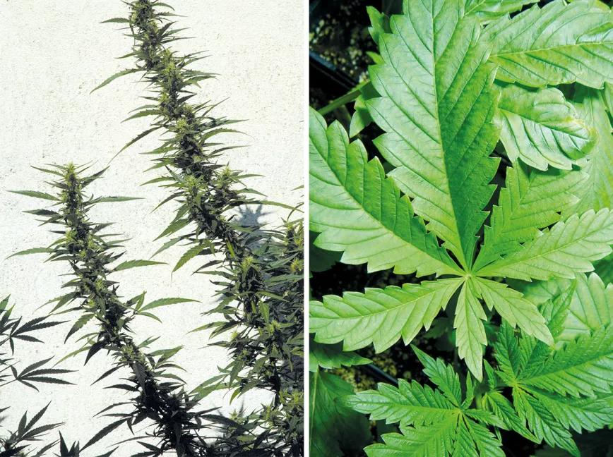 La cosecha de las sativas en exterior: trucos y claves