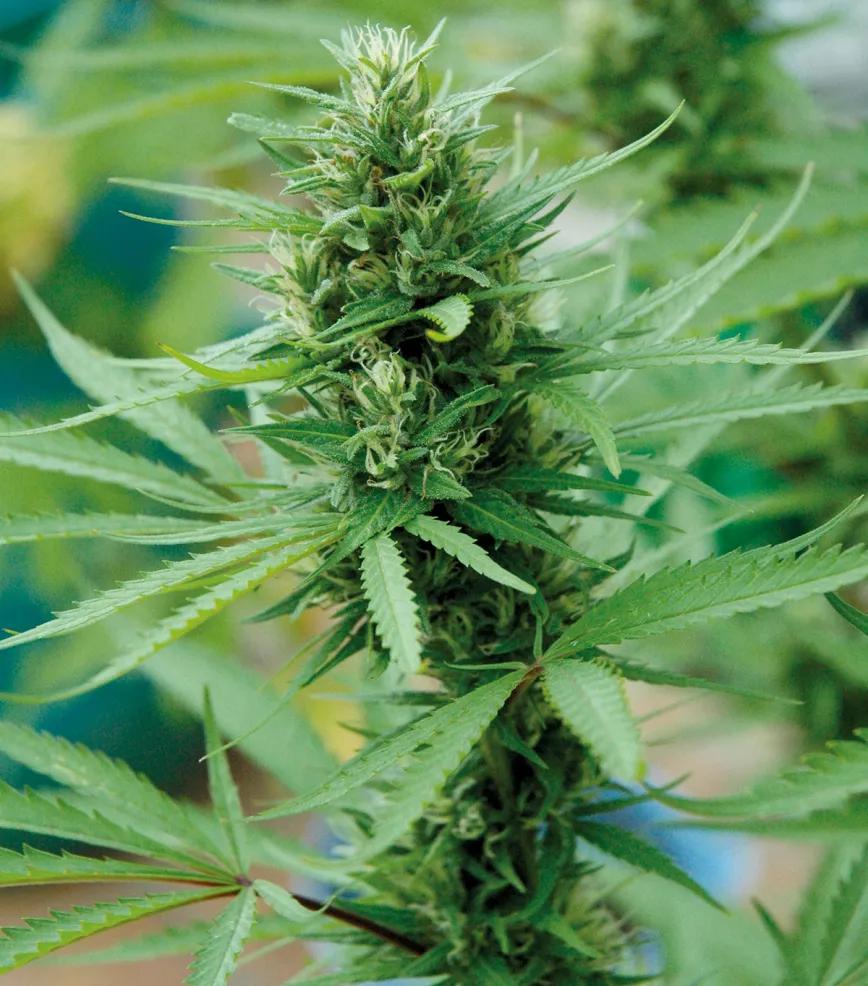 La cosecha de las sativas en exterior: trucos y claves