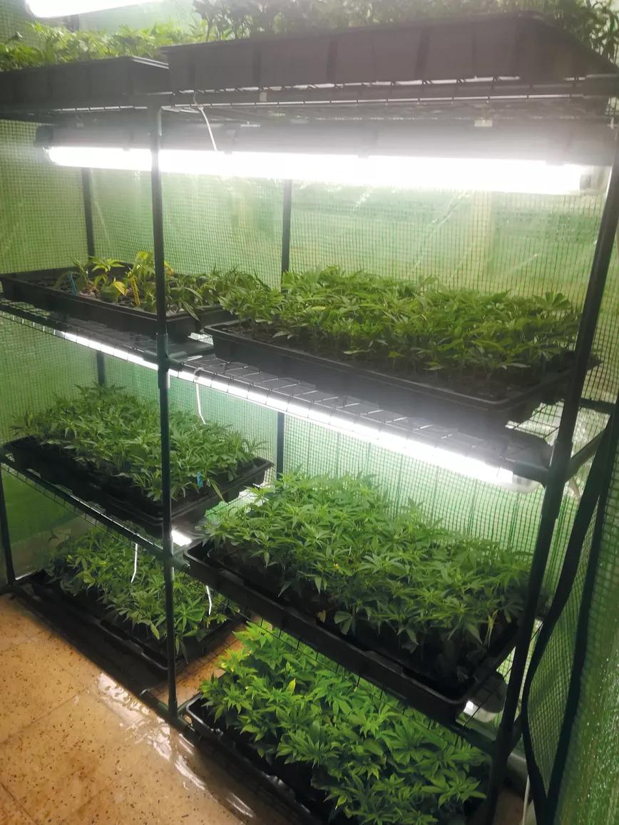 Entender la iluminación en interior para tener buenas cosechas