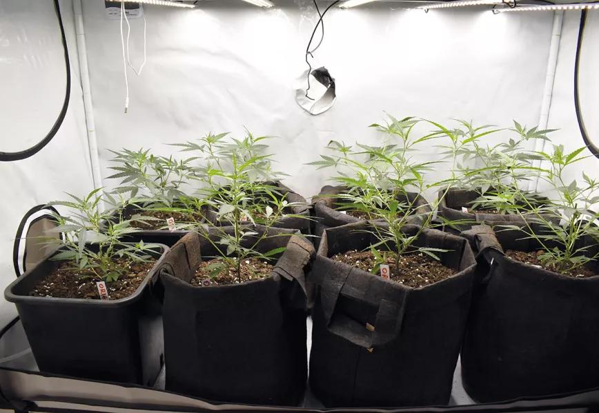 Entender la iluminación en interior para tener buenas cosechas