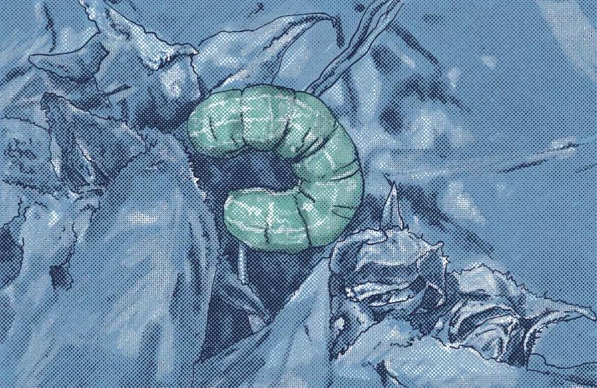 Orugas en los cogollos 