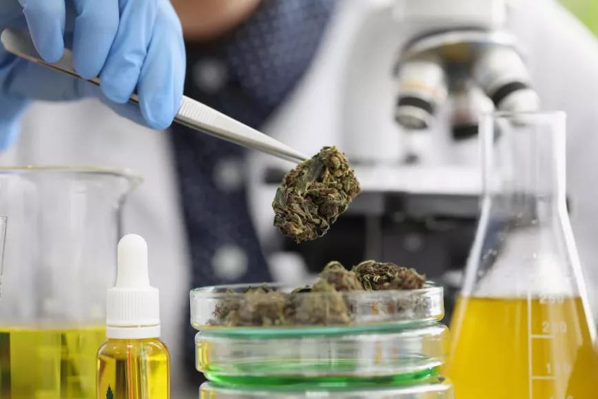 Una universidad brasileña analizará gratis el cannabis medicinal que se produce en San Pablo