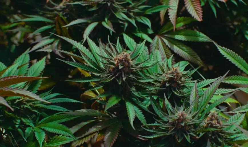 Una empresa canadiense producirá el cannabis que se distribuirá en los coffee shop holandeses