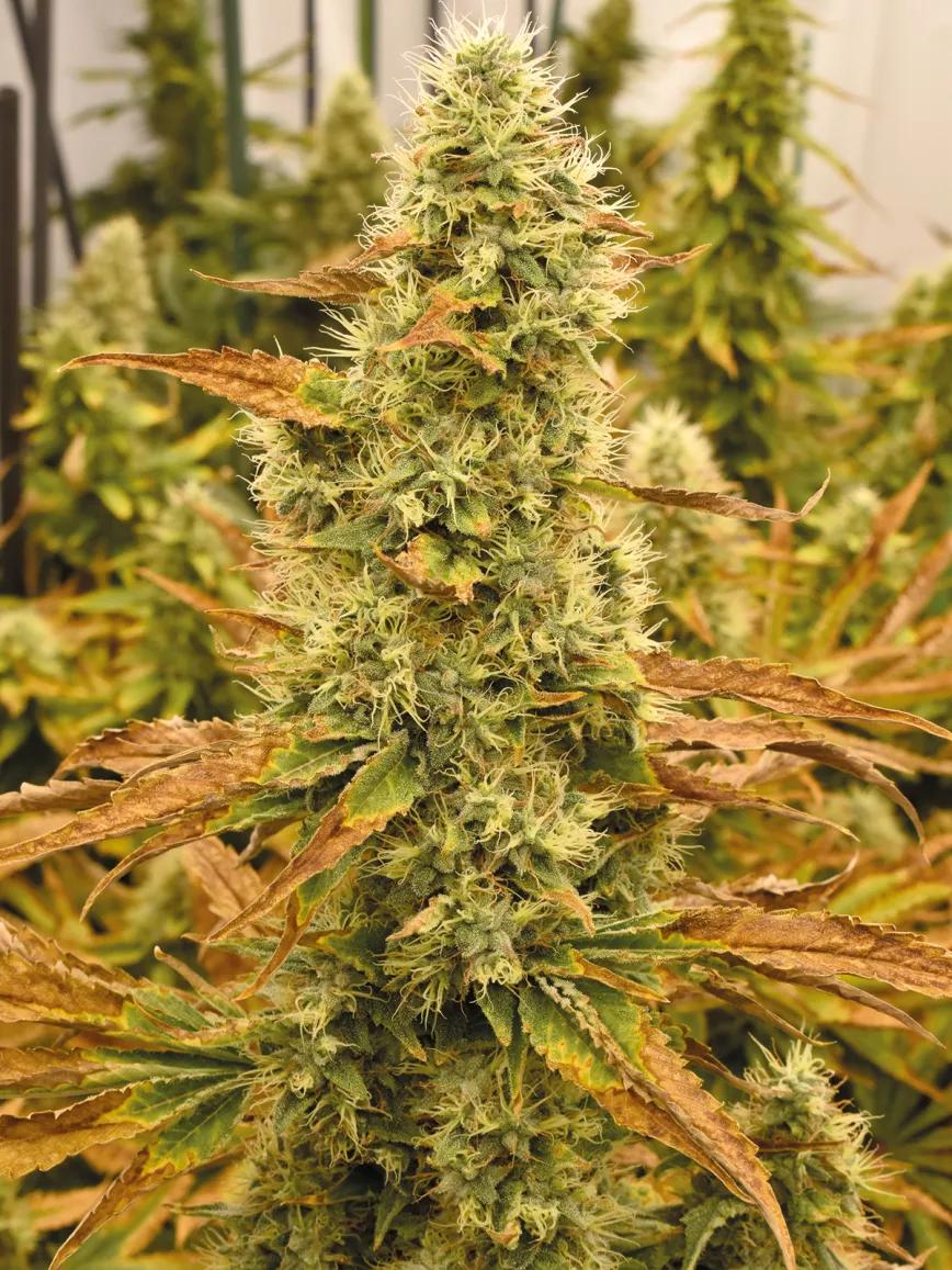 Hojas descoloridas en las plantas