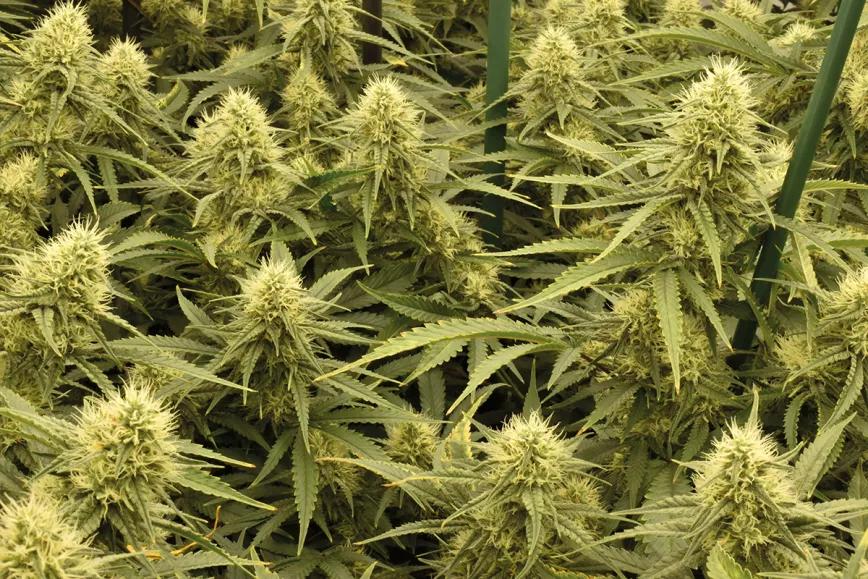 Hojas descoloridas en las plantas