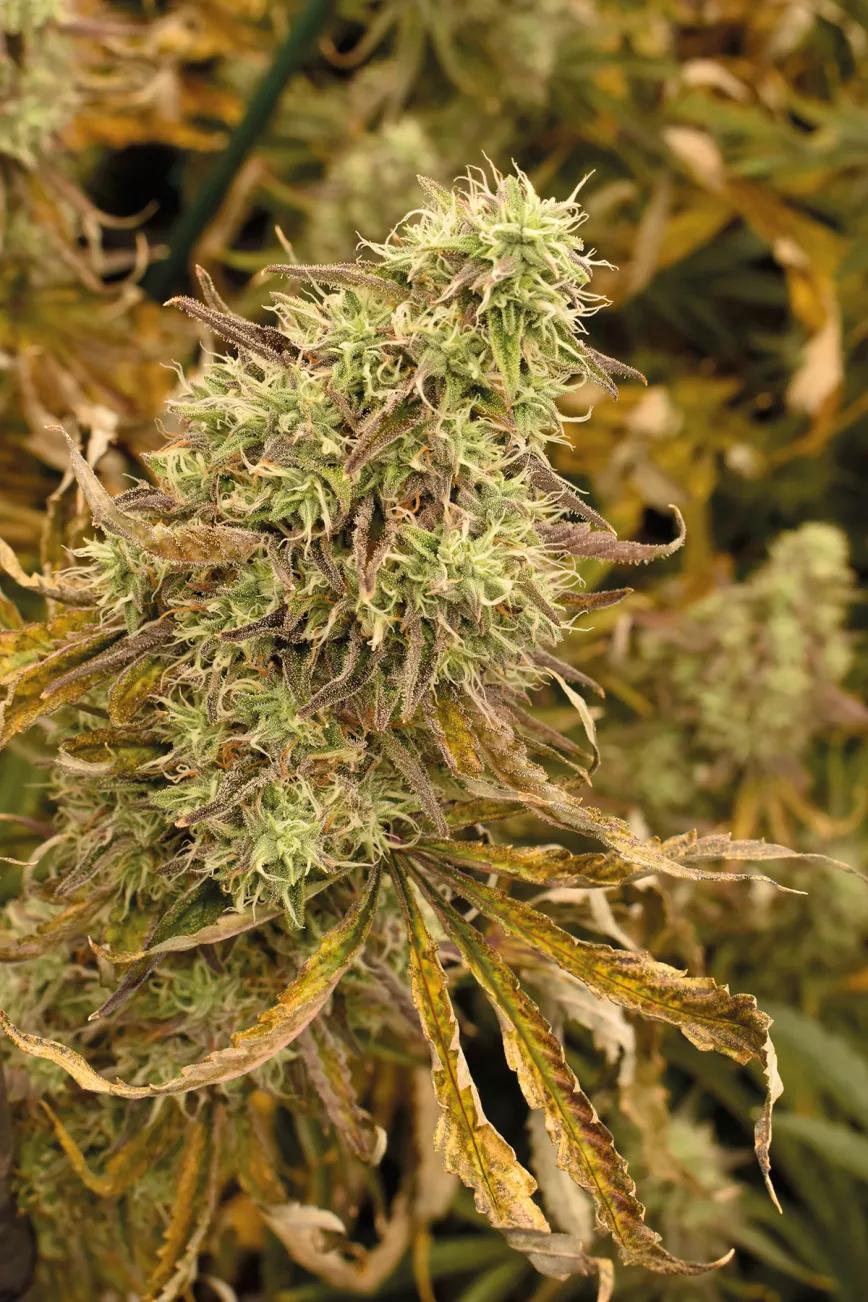 Hojas descoloridas en las plantas