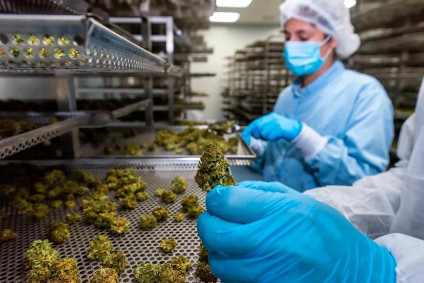 La industria farmacéutica critica el proyecto de regulación medicinal del cannabis