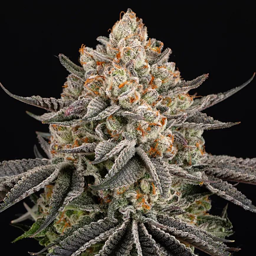 Super Boof, de Barney’s Farm 