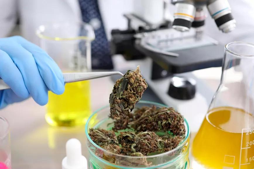 Malta estudiará la presencia de sustancias tóxicas en el cannabis