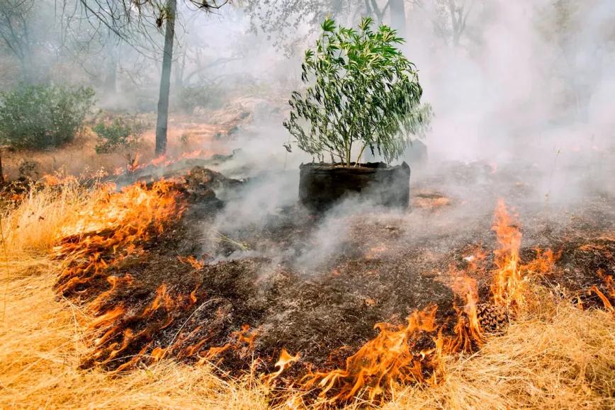 La crisis climática pone en jaque a la industria del cannabis
