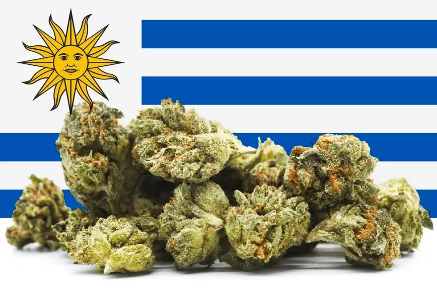 Uruguay habilita nuevas empresas para producir el cannabis que se compra en farmacias