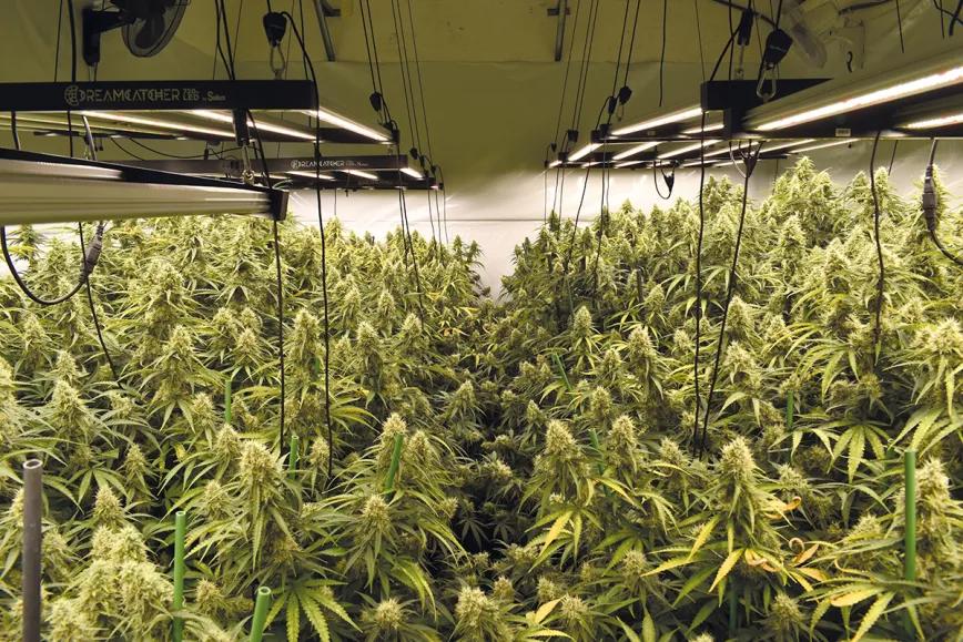 Las ventajas de tener una planta madre: cómo prescindir de las semillas y siempre cosechar lo mejor 