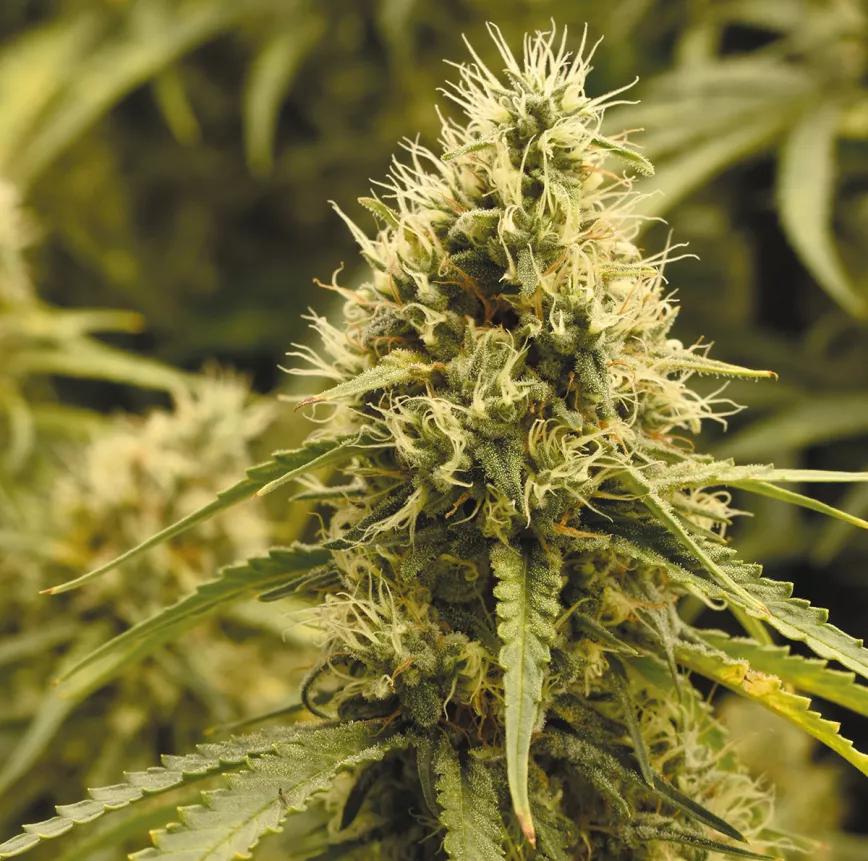 Nunca hay que descuidar el mantenimiento si queremos que los cogollos sigan siendo de primera calidad. 