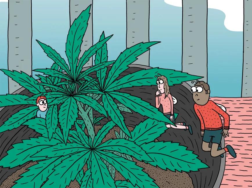 Siembra en febrero y cosecha en mayo: trucos para la maría de primavera 