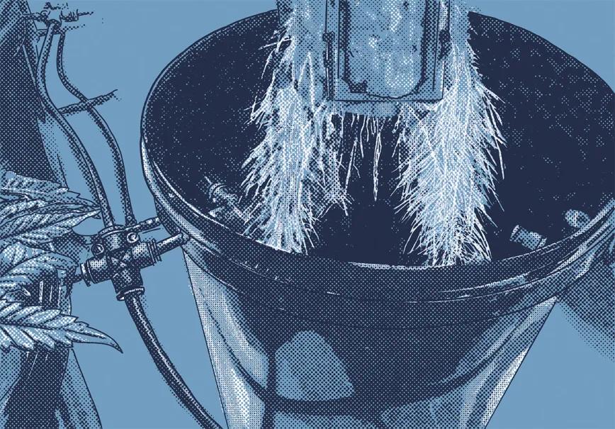 ¿Hidroponía o tierra? 