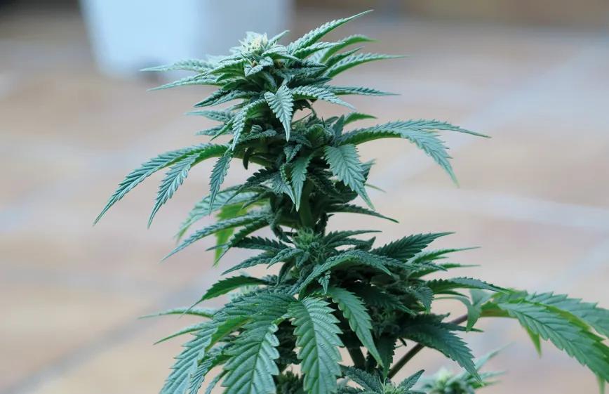 Empieza a florecer lentamente, pero va ganando velocidad conforme aumentan la temperatura y la duración del día. 