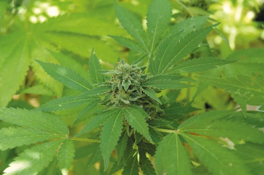 ¿Qué semillas compro? Guía para principiantes