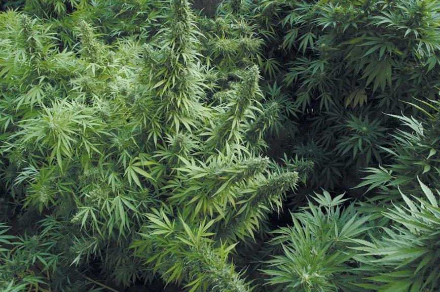 ¿Qué semillas compro? Guía para principiantes