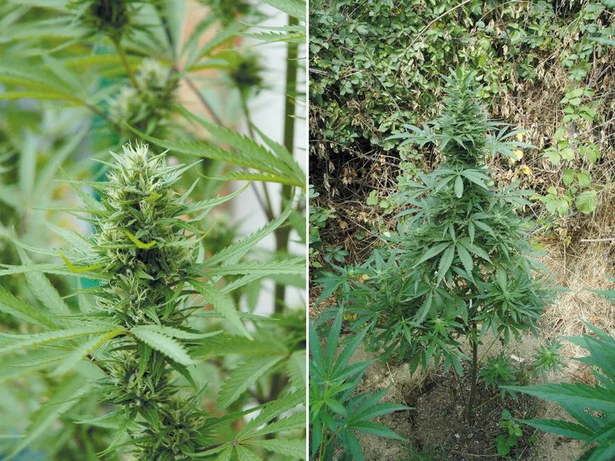 ¿Qué semillas compro? Guía para principiantes