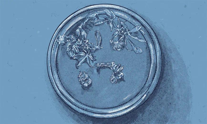 Reproducción ‘in vitro’ de plantas 