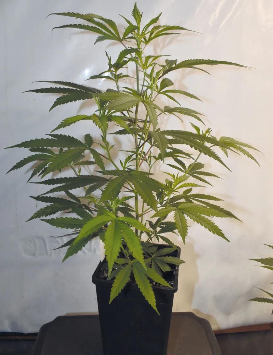 Control de la altura en interior