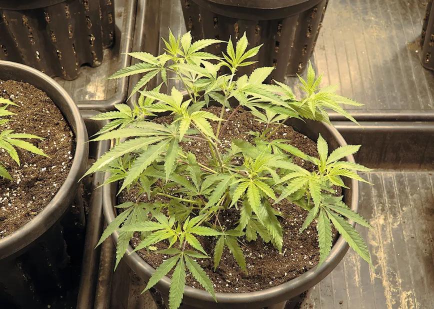 Control de la altura en interior