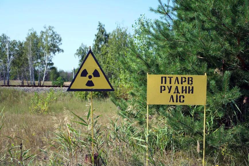 A 39 años de la catástrofe nuclear de Chernóbil, el cáñamo ayuda a restaurar los suelos contaminados