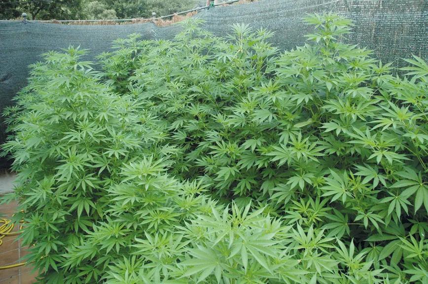 Grandes plantas al final de la fase de crecimiento.
