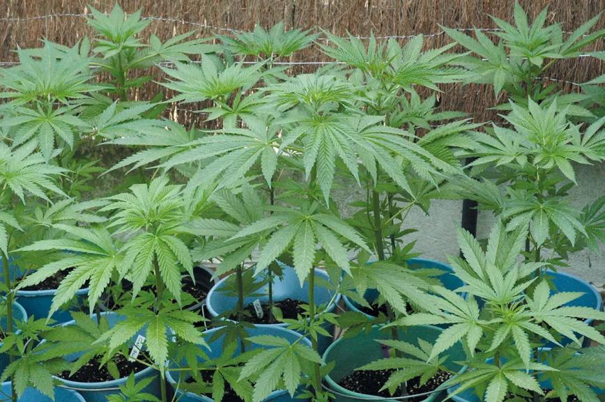 Si las plantas se colocan muy juntas, se hacen sombra y se estiran más en busca de luz; si las separamos, obtendremos mejores resultados.
