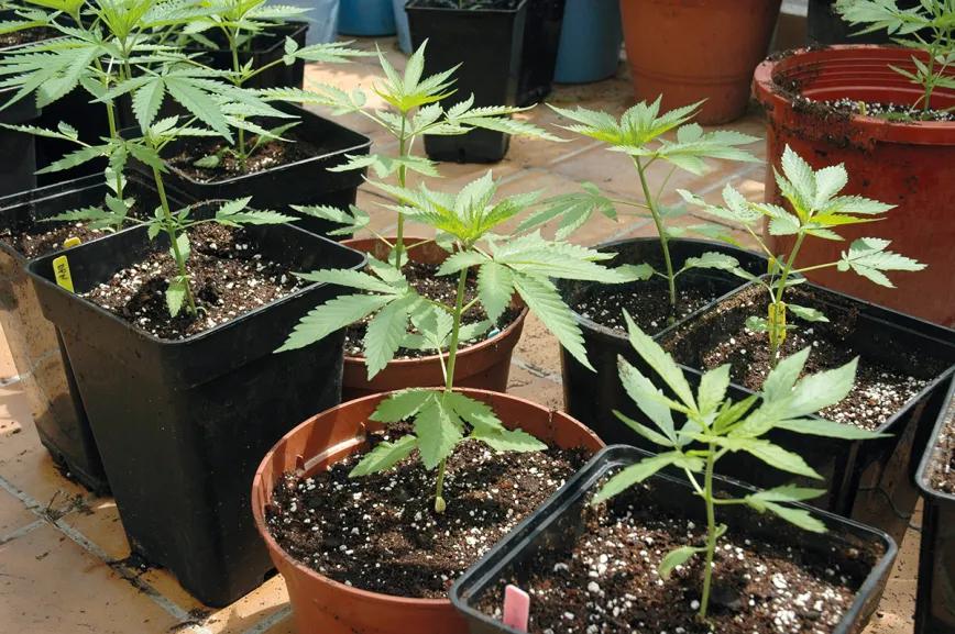 Hora de sembrar: trucos y consejos para plantar en el suelo 