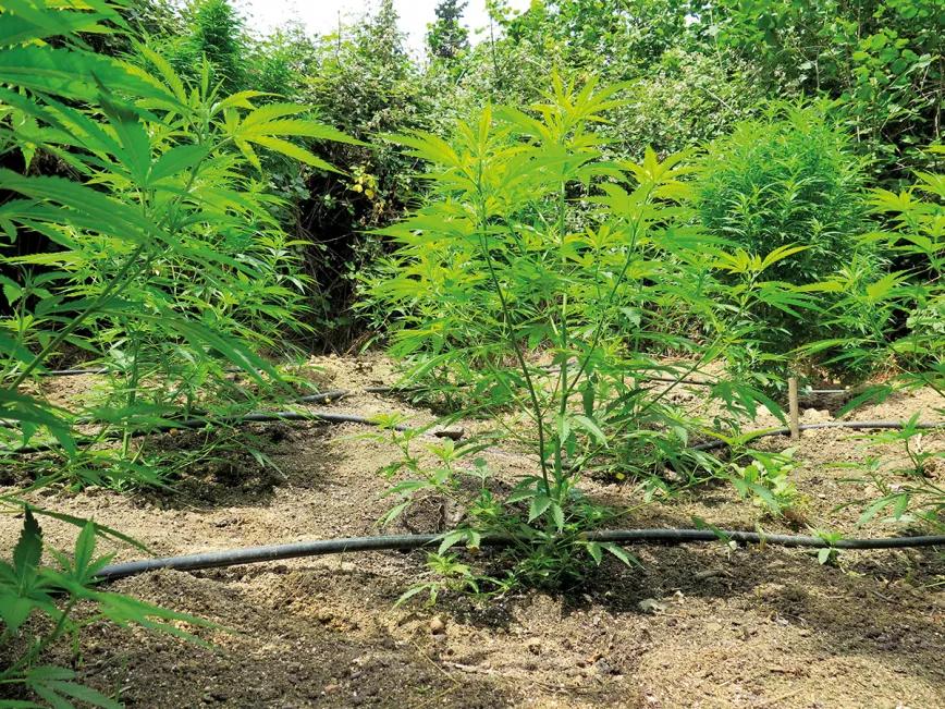 Hora de sembrar: trucos y consejos para plantar en el suelo 