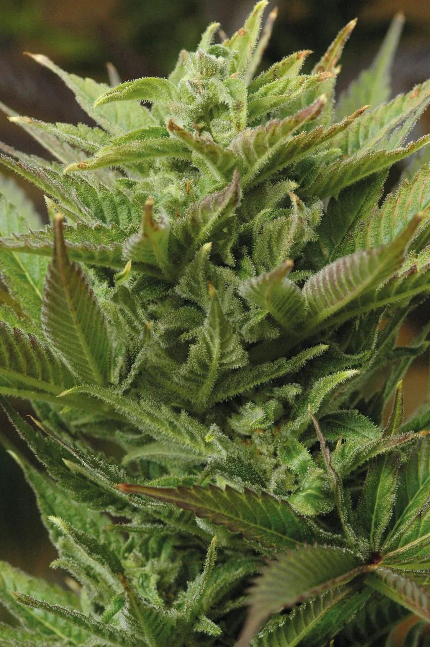 Cogollos bajo plástico: las ventajas de cultivar cannabis en invernadero 