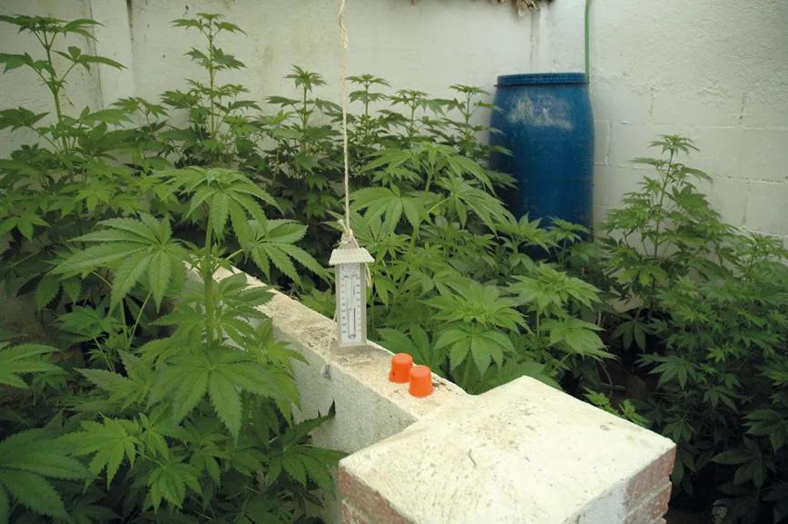 Cogollos bajo plástico: las ventajas de cultivar cannabis en invernadero 