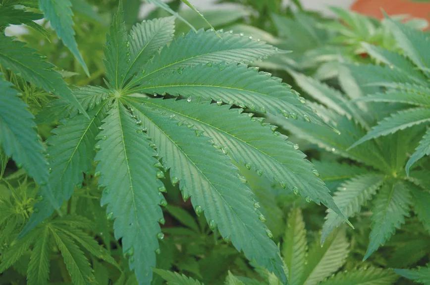 Cogollos bajo plástico: las ventajas de cultivar cannabis en invernadero 