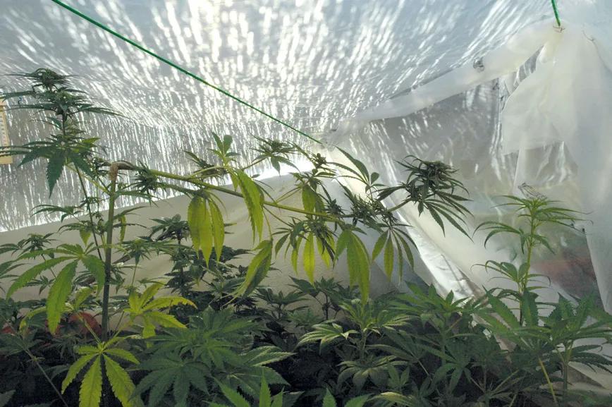 Cogollos bajo plástico: las ventajas de cultivar cannabis en invernadero 