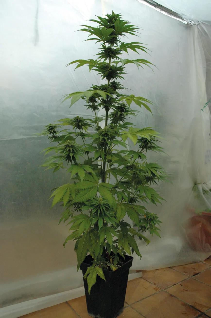 Cogollos bajo plástico: las ventajas de cultivar cannabis en invernadero 