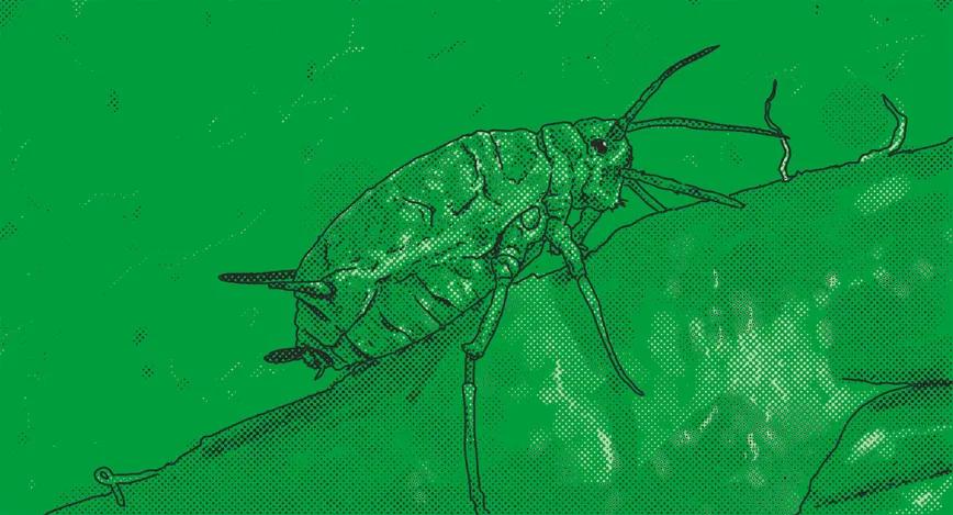 Mantener los bichos primaverales fuera del ‘indoor’ 