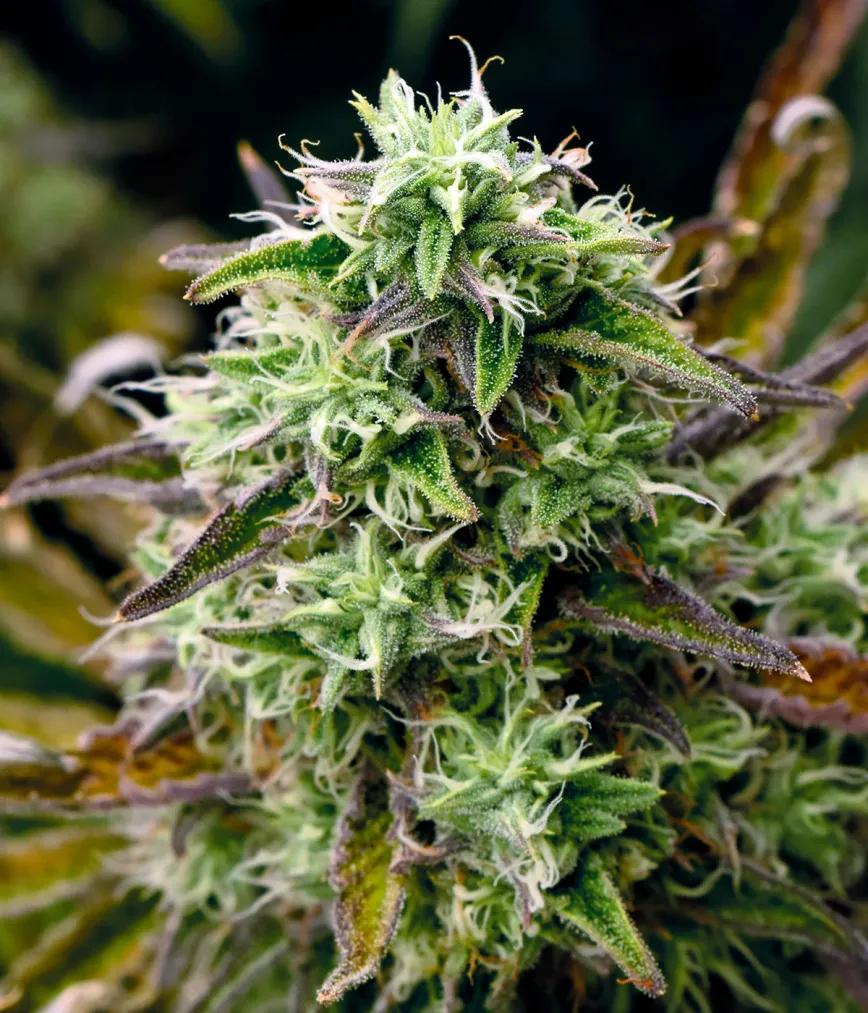 El dilema del olor del cannabis: cómo potenciar el aroma de los cogollos y evitar que los vecinos lo huelan