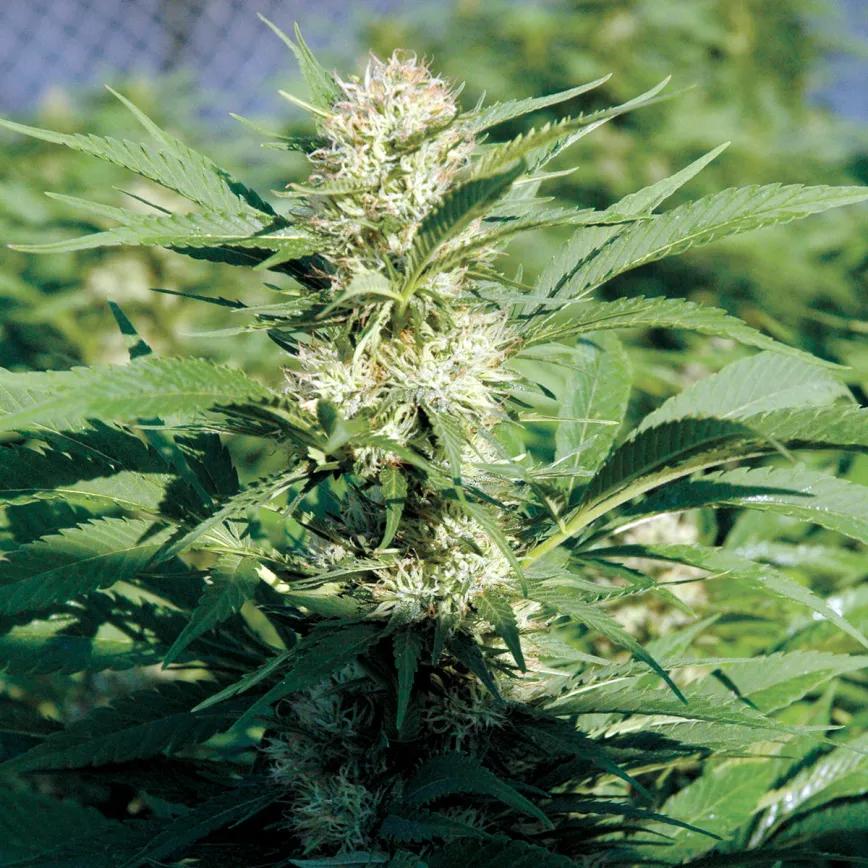 El dilema del olor del cannabis: cómo potenciar el aroma de los cogollos y evitar que los vecinos lo huelan