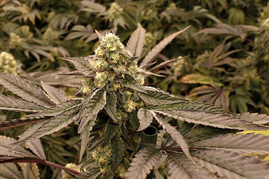 El dilema del olor del cannabis: cómo potenciar el aroma de los cogollos y evitar que los vecinos lo huelan